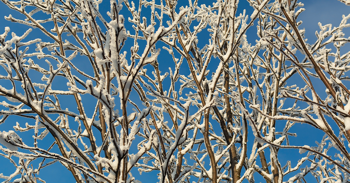 Winter Tree Care Tips - Casey Trees